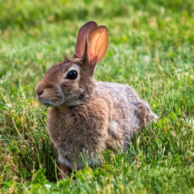 closeup-shot-bunny-rabbit-with-brown-fur-laying-grass