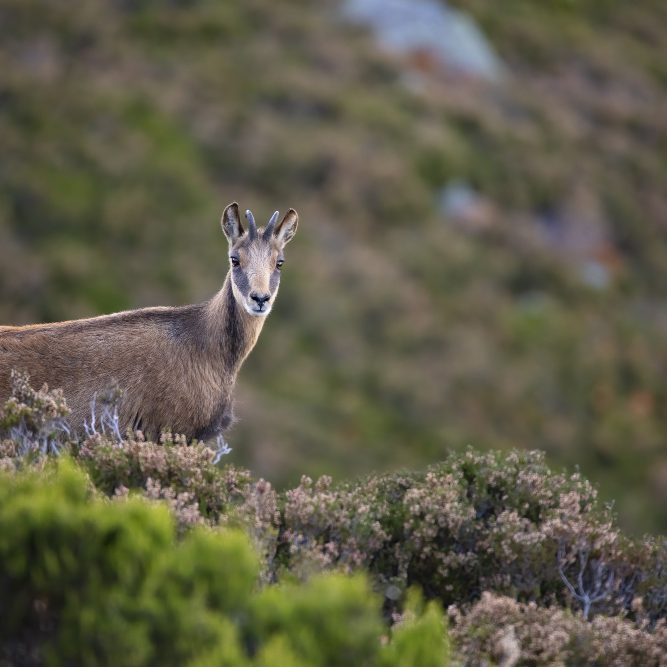 closeup-shot-chamois-summer-mountains