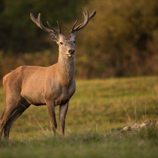 red-deer-nature-habitat-during-deer-rut-european-wildlife