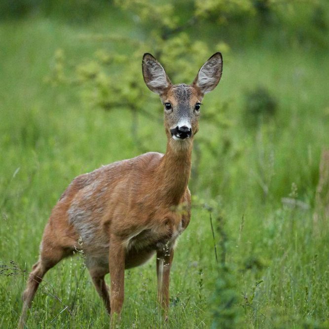 roe-deer-forest-line-looking-alert