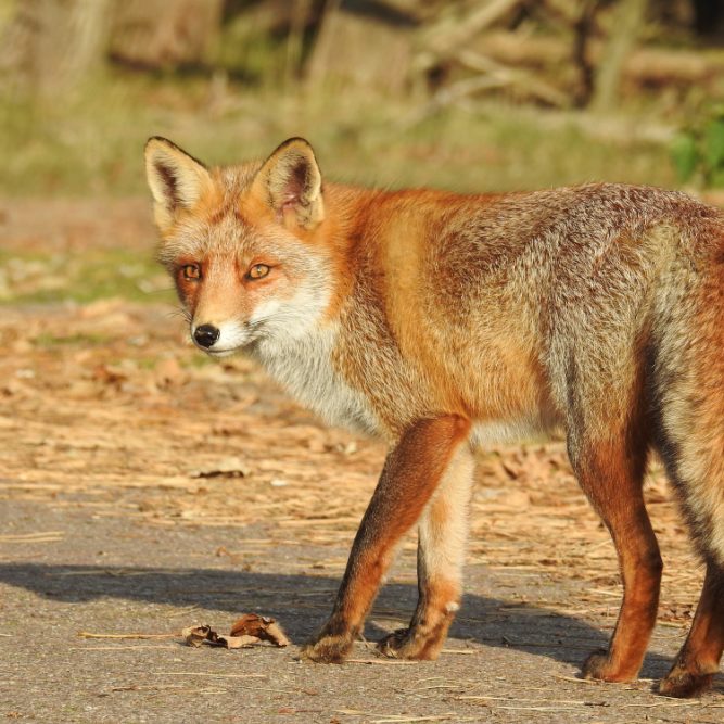 selective-focus-shot-adorable-red-fox-netherlands