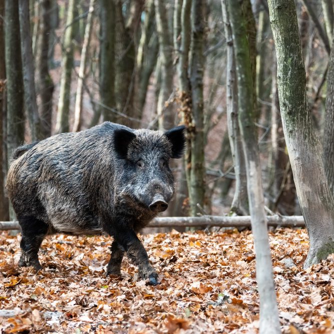 wild-boar-close-up-autumn-forest